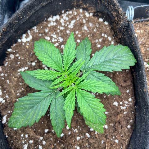 Mimi growlog timeline photo