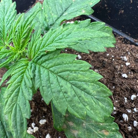 Beryl growlog timeline photo