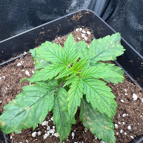 Beryl growlog timeline photo