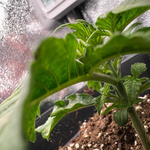 Beryl growlog timeline photo