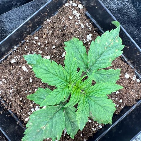 Beryl growlog timeline photo