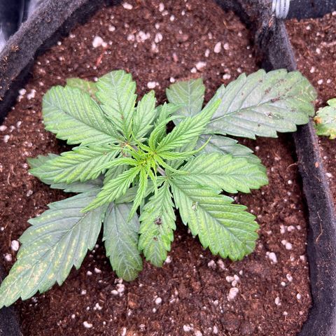 Mimi growlog timeline photo