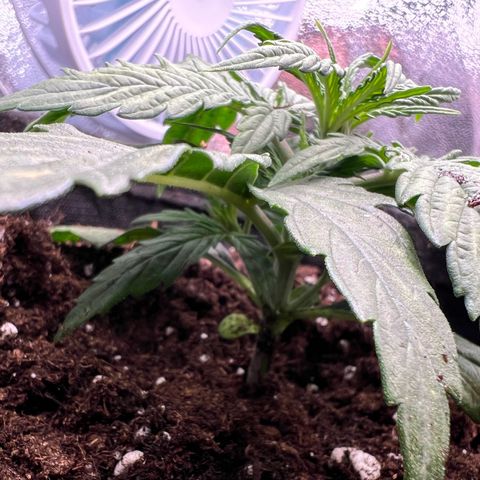 Mimi growlog timeline photo