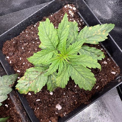 Beryl growlog timeline photo
