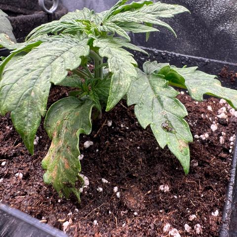 Beryl growlog timeline photo
