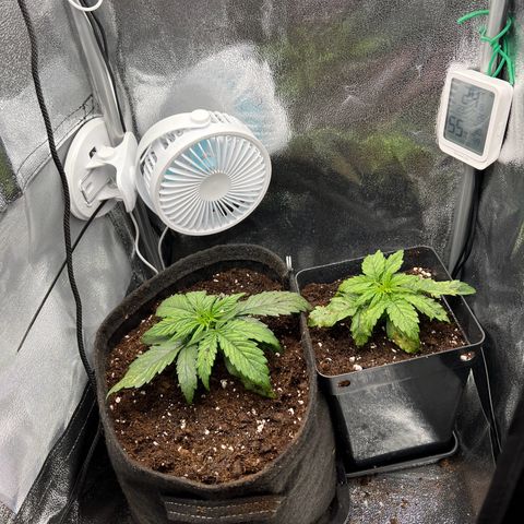 Beryl growlog timeline photo