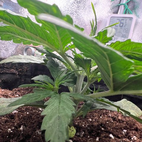 Mimi growlog timeline photo