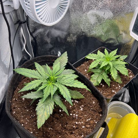 Mimi growlog timeline photo