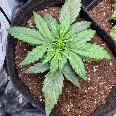 Mimi growlog timeline photo