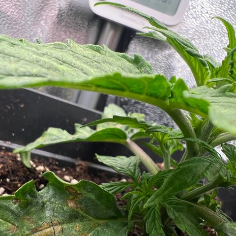 Beryl growlog timeline photo