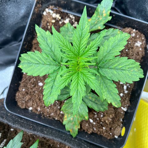 Beryl growlog timeline photo