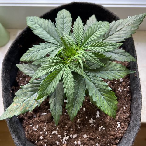 Mimi growlog timeline photo