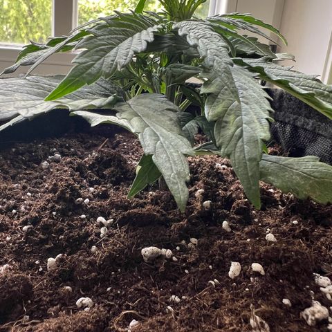 Mimi growlog timeline photo