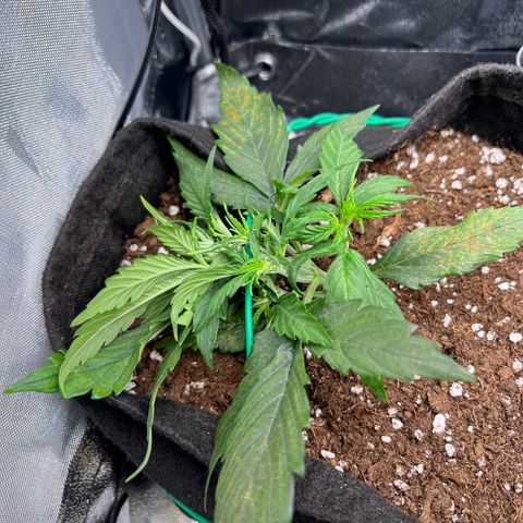 Mimi growlog timeline photo