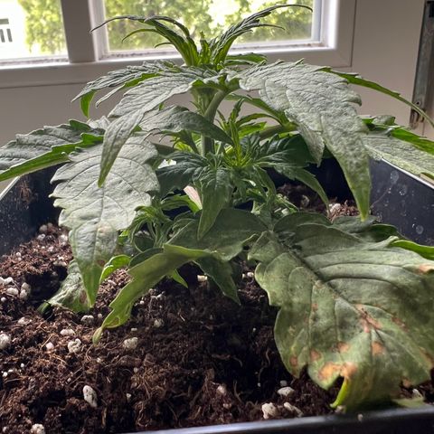 Beryl growlog timeline photo