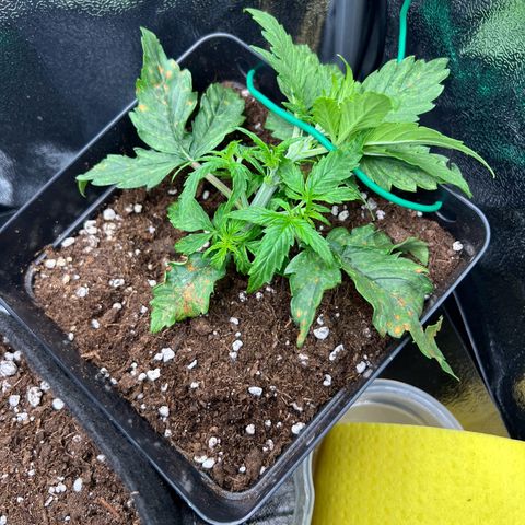 Beryl growlog timeline photo