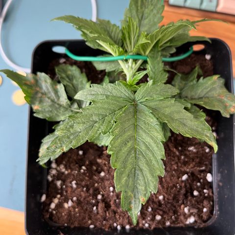Beryl growlog timeline photo