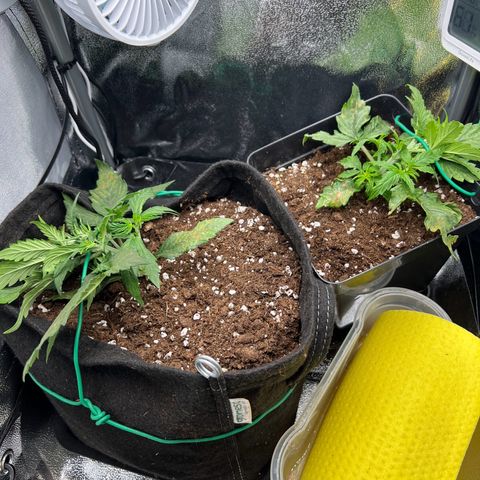 Mimi growlog photo: Lst im Zelt