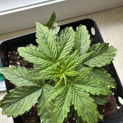 Beryl growlog timeline photo