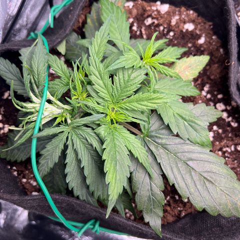 Mimi growlog timeline photo