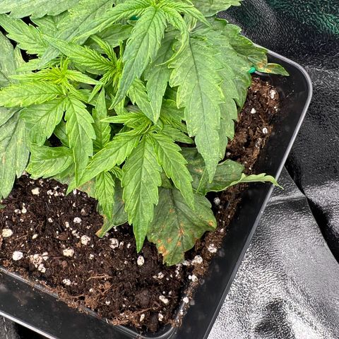 Beryl growlog timeline photo
