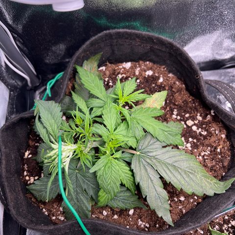 Mimi growlog timeline photo
