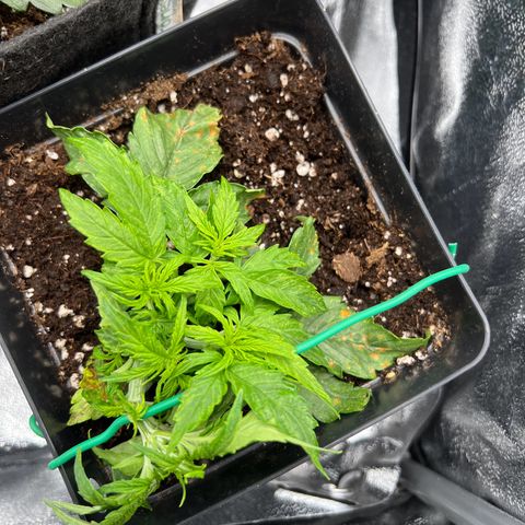 Beryl growlog timeline photo