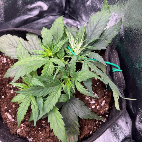 Mimi growlog photo: LST adjust