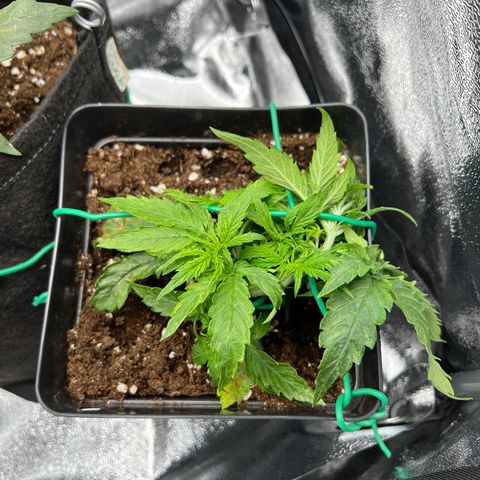 Beryl growlog photo: LST adjust