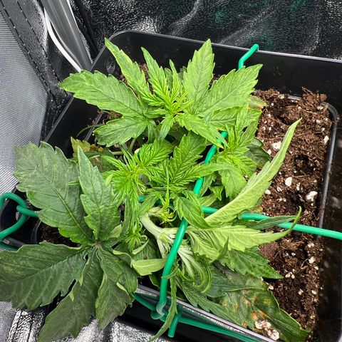 Beryl growlog photo: LST adjust