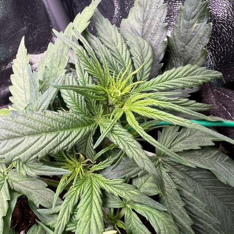 Mimi growlog photo: Preflower starts