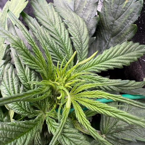 Mimi growlog photo: Preflower starts