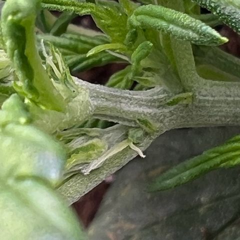 Mimi growlog photo: Preflower starts