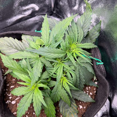 Mimi growlog photo: Preflower starts