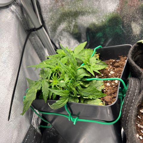 Beryl growlog timeline photo