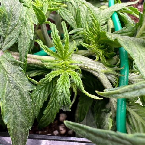 Beryl growlog timeline photo