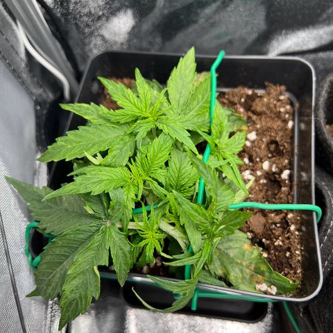 Beryl growlog timeline photo