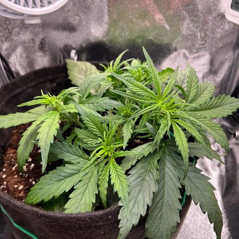 Mimi growlog timeline photo