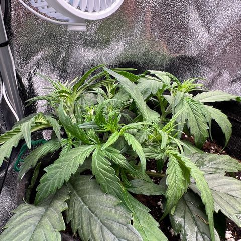 Mimi growlog timeline photo