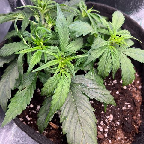 Mimi growlog timeline photo