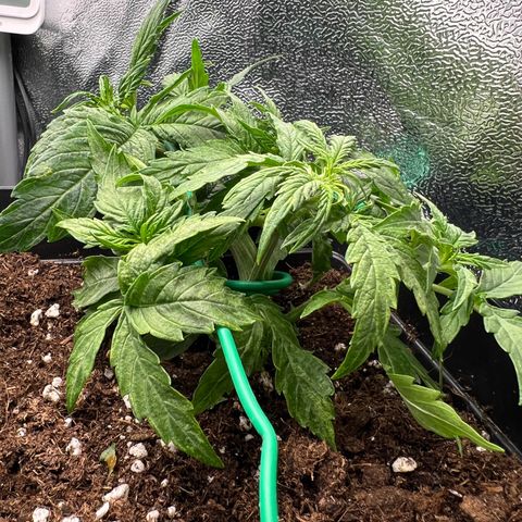 Beryl growlog timeline photo