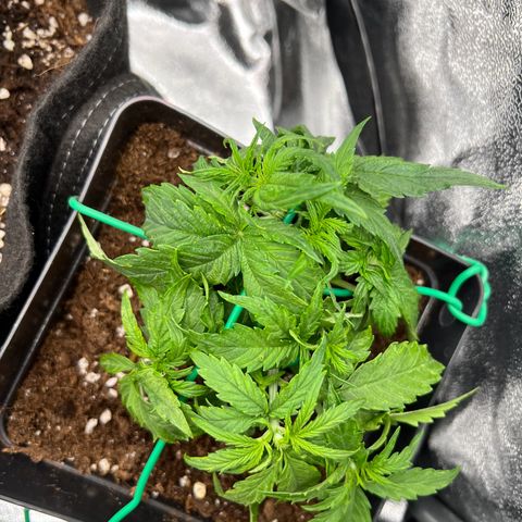Beryl growlog timeline photo