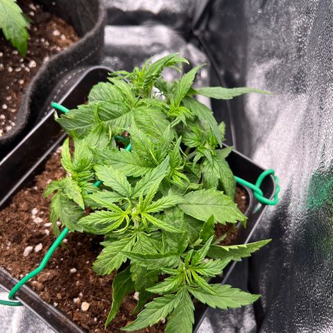 Beryl growlog timeline photo