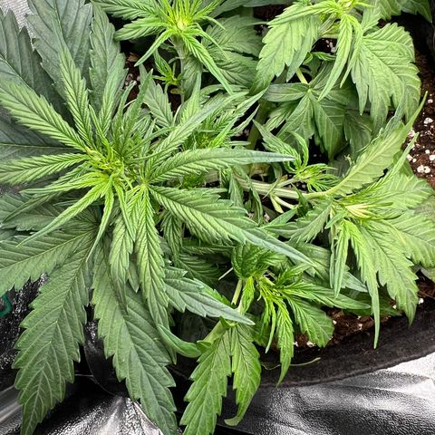 Mimi growlog timeline photo