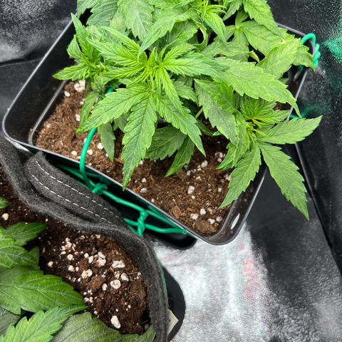 Beryl growlog timeline photo