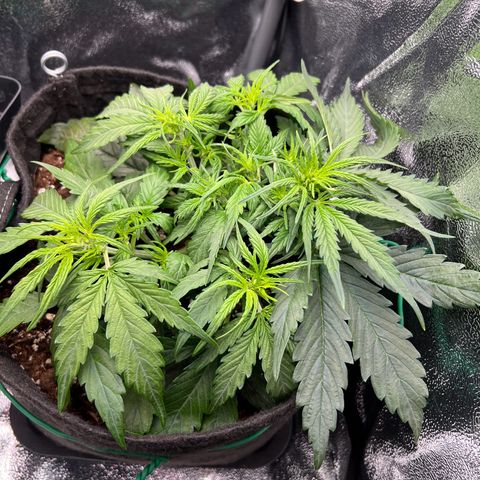 Mimi growlog timeline photo