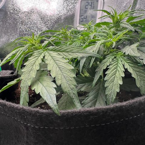 Mimi growlog timeline photo