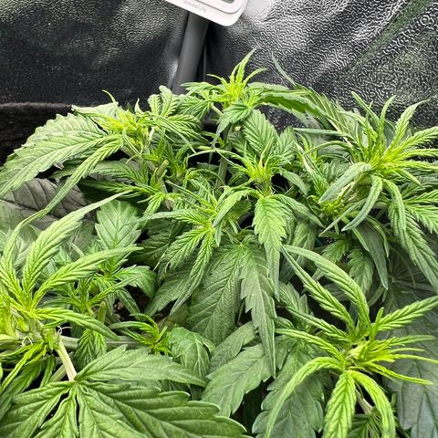 Mimi growlog timeline photo