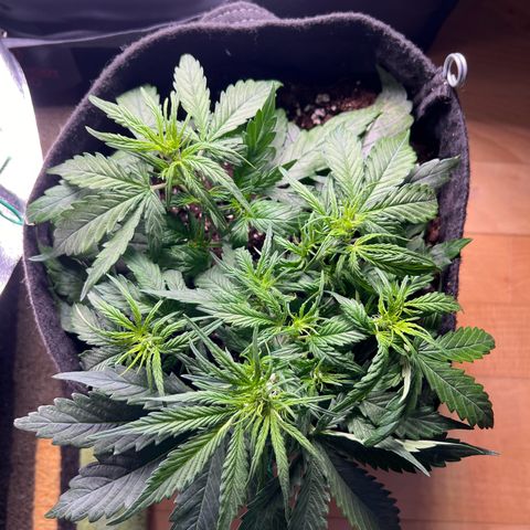 Mimi growlog timeline photo