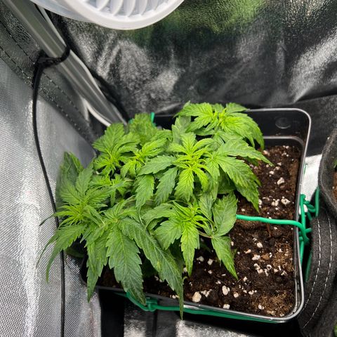 Beryl growlog timeline photo